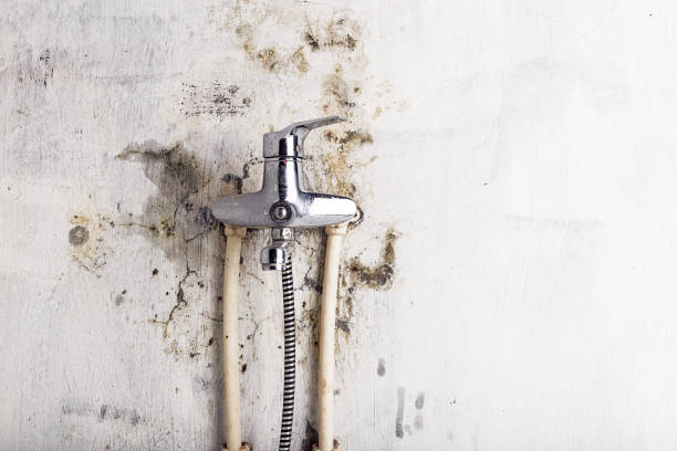 Best Mold Remediation  in San Pasqual, CA