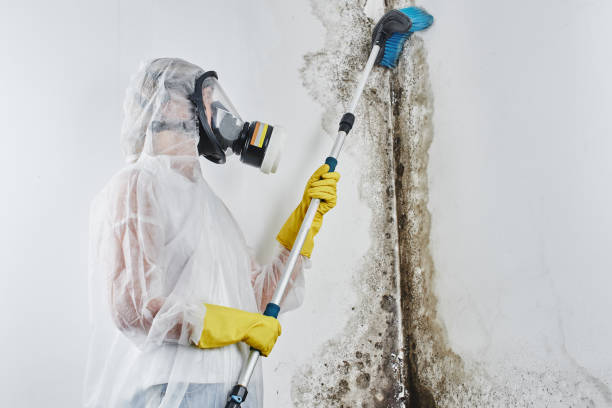 Best Mold Cleaning Services  in San Pasqual, CA