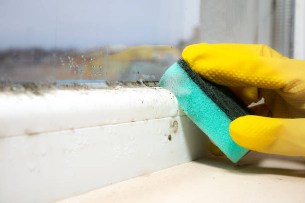 Best Residential Mold Removal  in San Pasqual, CA