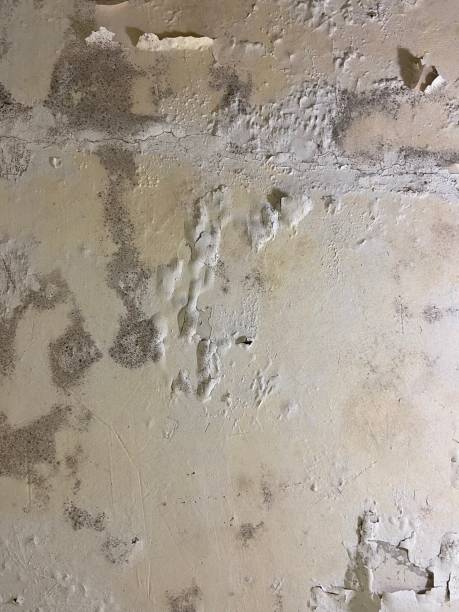 Best Mold Cleaning Services  in San Pasqual, CA
