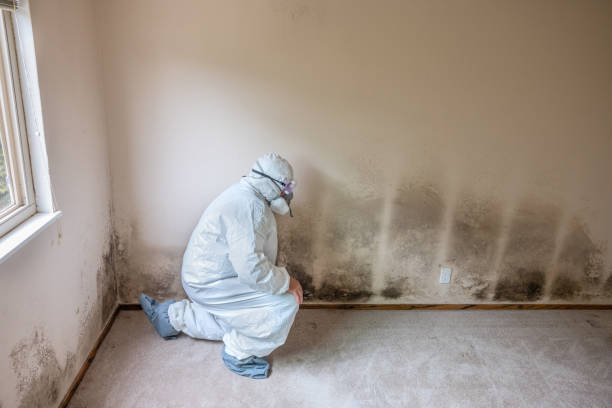 Best Black Mold Removal  in San Pasqual, CA