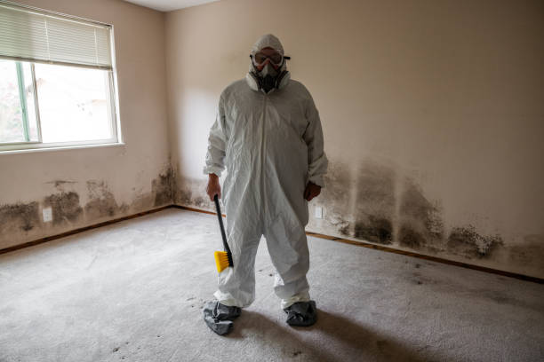 Best Black Mold Removal  in San Pasqual, CA