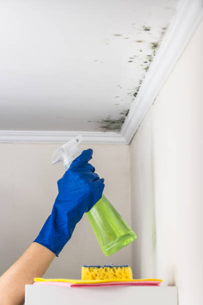 Best Same-Day Mold Removal  in San Pasqual, CA