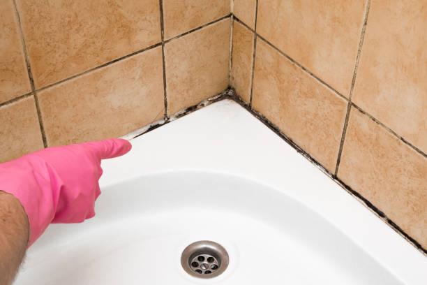 Best Professional Mold Removal  in San Pasqual, CA