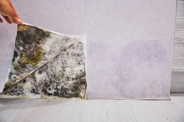Best Mold Removal Near Me  in San Pasqual, CA